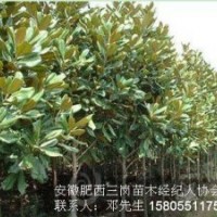 本場大量出售白玉蘭，紅玉蘭，廣玉蘭2-15公分