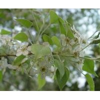 河南綠化苗木批發(fā)楊樹、全紅楊、紅葉楊基地