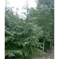 南京優(yōu)質(zhì)雪松批發(fā)-南京優(yōu)質(zhì)雪松價(jià)格