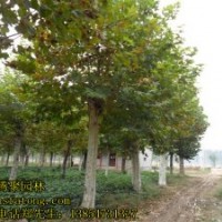 法桐 造型法桐 國槐造型國槐