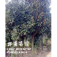 10公分廣玉蘭價(jià)格