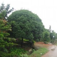 湖南璇豐苗圃湖南桂花 香樟 紅繼木 欒樹 杜鵑 湖南綠化苗木基地