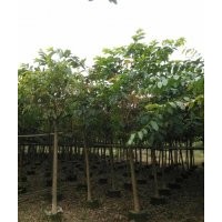 大中小葉杜英/大葉紫薇/鳳凰木/仁面子等