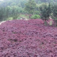 湖南紅花桎木小苗紅繼木一年苗