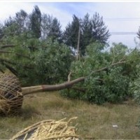 低價(jià)供應(yīng)6-30公分國(guó)槐