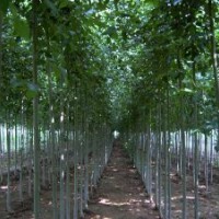 特供：法桐、速生法桐、速生國槐、國槐、速生白臘、速生垂柳等