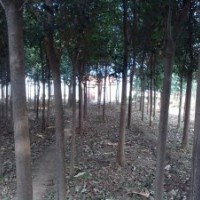 供應(yīng)青垂5，6,7,8,大葉女貞7,8,9,10,櫻花