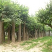 國(guó)槐 各種規(guī)格國(guó)槐 大量供應(yīng)國(guó)槐