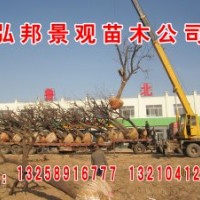 長(zhǎng)期供應(yīng)白蠟，速生白蠟，國(guó)槐，速生國(guó)槐，垂柳，竹柳，速生柳，