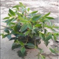 供應(yīng)紫牡丹