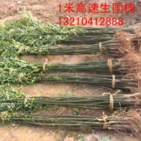 弘邦苗木出售1米高速生國槐50萬棵