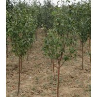 八棱海棠樹 八棱海棠樹價(jià)格 八棱海棠