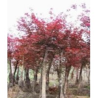 龍爪槐價(jià)格,紅葉小檗球價(jià)格,紅楓價(jià)格,美人蕉價(jià)格表