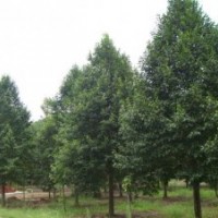 園林綠化苗木價格臭椿,千頭椿,皂角,檉柳,紅瑞木,金森女貞