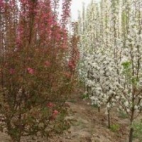 出售8-20公分海棠