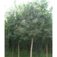 出售7-18公分國槐