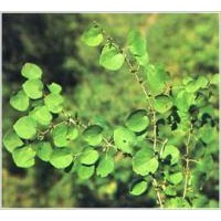 平枝荀子價(jià)格，平枝荀子基地