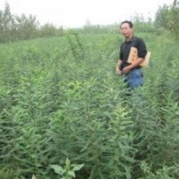 皂角之鄉(xiāng)供應(yīng)長(zhǎng)刺大刺密刺皂角苗20萬(wàn)株