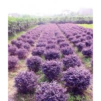 馬褂木價格,紅葉李價格,羅漢松價格,紅花繼木價格表