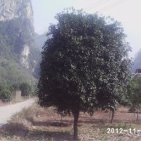 供應(yīng)桂花大樹(shù)米徑15公分以上