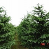 徑10公分雪松價格，H1米雪松20元；