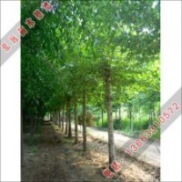 最新喬木價(jià)格提供_泓遠(yuǎn)喬木價(jià)格參考如法桐、白蠟、柳樹等
