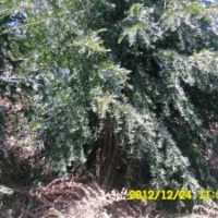 從生南方紅豆杉