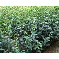 供應(yīng)八月桂、杜英、火棘、櫻花、烏桕、黃金鐘、銀杏、杏梅