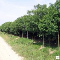 供應(yīng)高桿冬青、八月桂、香樟