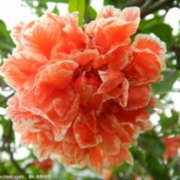 供應(yīng)花石榴、無患子、月季