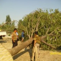 江蘇徐州國(guó)槐價(jià)格20公分國(guó)槐裝車價(jià)格