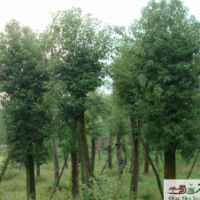 供應(yīng)香樟 5-30cm