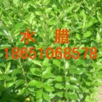 供應(yīng)：水臘