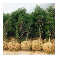 銷售油松，油松