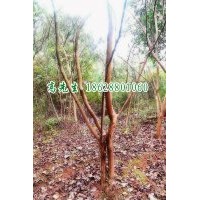 低價(jià)出售野生叢生紫薇 高1.5米以上3-5個(gè)叉