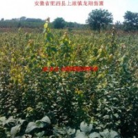 三角楓、烏桕、紅葉李、大葉女貞、香樟、廣玉蘭、榔榆