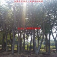 樸樹(shù)、烏桕、紅葉李、香樟、紫薇、石楠、廣玉蘭、國(guó)槐