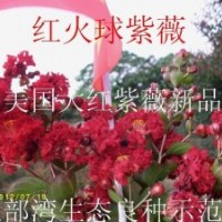 紅火球紫薇（美國大紅紫薇新品種）