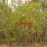 木槿、紫玉蘭、大葉女貞、香樟、紫薇、烏桕、石楠、合歡、欒樹