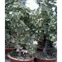 旭東銀杏最新價格