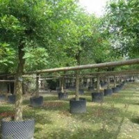 10-20cm 成都象牙紅