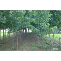 供應8公分至10 公分毛白楊