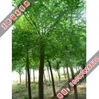 我國(guó)國(guó)槐文化源遠(yuǎn)流長(zhǎng)