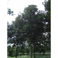 供應(yīng)米徑8、9、10廣玉蘭