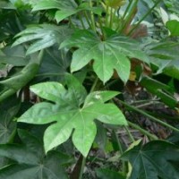 供應(yīng) 八角金盤