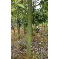 大量出售木蘭科熟苗：擬單性木蘭、云南含笑、紅花木蓮、桂花、紅