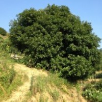 大量各類規(guī)格楊梅