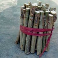 直銷千頭椿毛白楊１０７速生楊