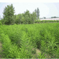 批發(fā)毛白楊１０７速生楊