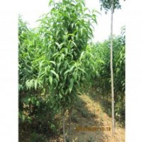 供應(yīng)龍柱碧桃